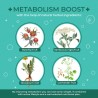 Infusión Metabolism | Acorus Tea